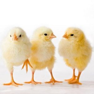 Day-old Chicks